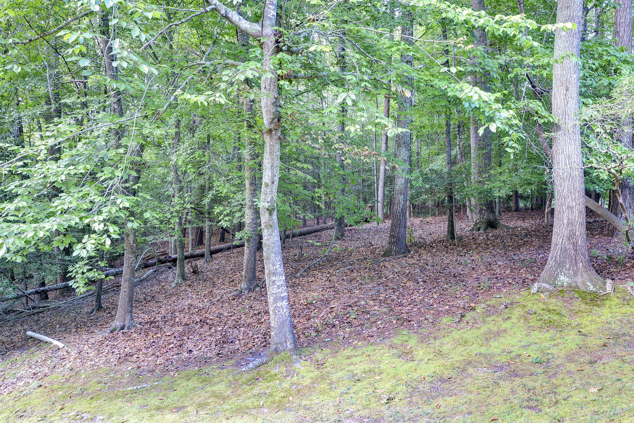 151 Rolfe Road Williamsburg, VA 23185 - Photo 44 of 50 Gallery Image 44