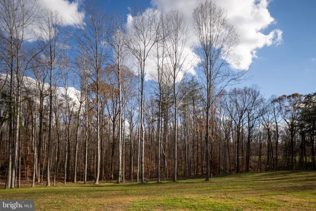 a view of a yard with large trees
