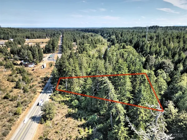 a view of a forest with a tree