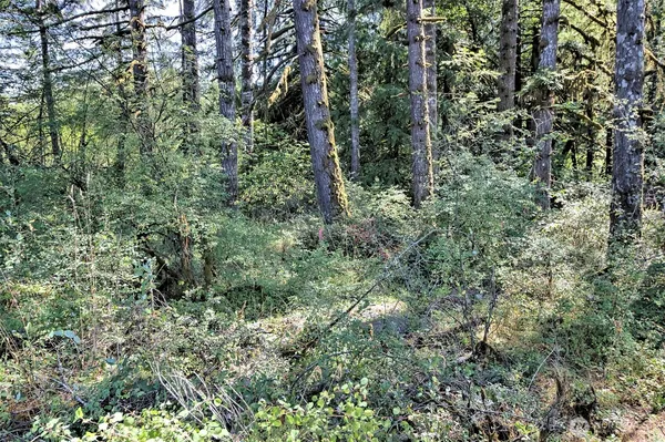 a view of a lush green forest