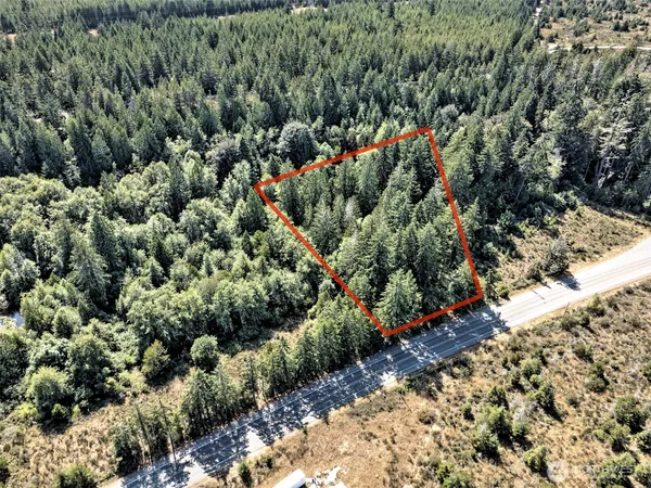 a view of a forest with a tree