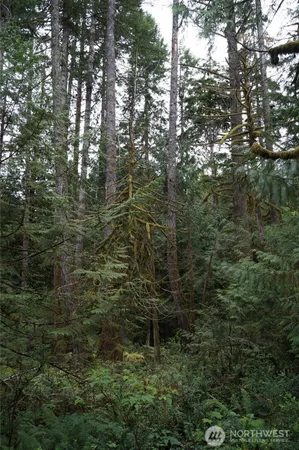 a close up of a tree in a forest