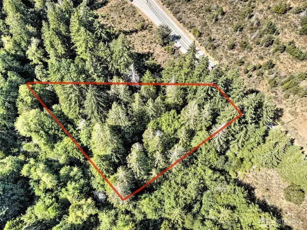 a view of a forest with a tree