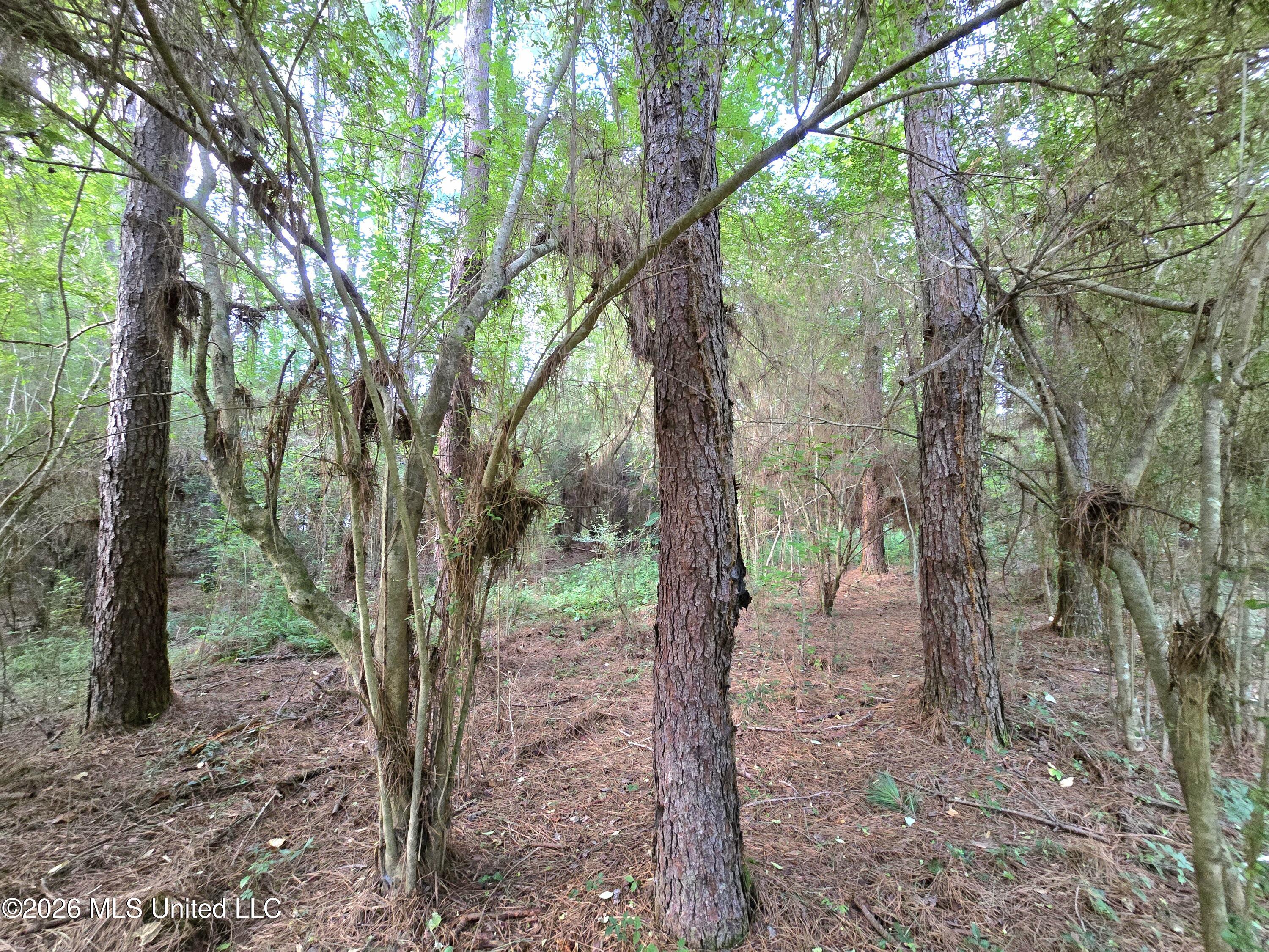 1189 Shady Grove Road Osyka, MS 39657 - Photo 22 of 27 20260622_183236