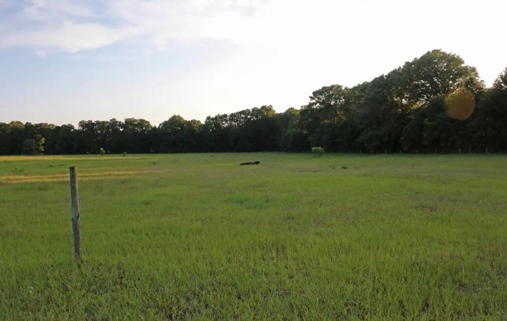 0 Poinsettia Road, Unit LOT B Wagener, SC 29164 - Photo 4 of 5