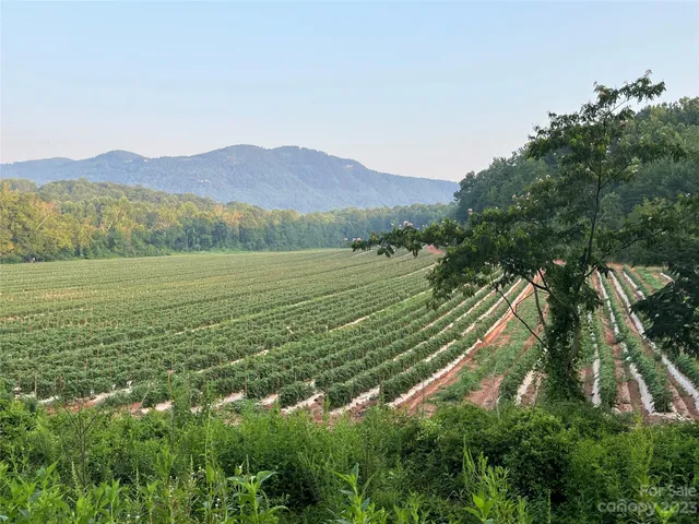a view of a lush green field with lots of bushes
