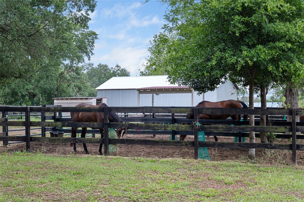 8606 Boyt Road Zephyrhills, FL 33540 - Photo 54 of 85