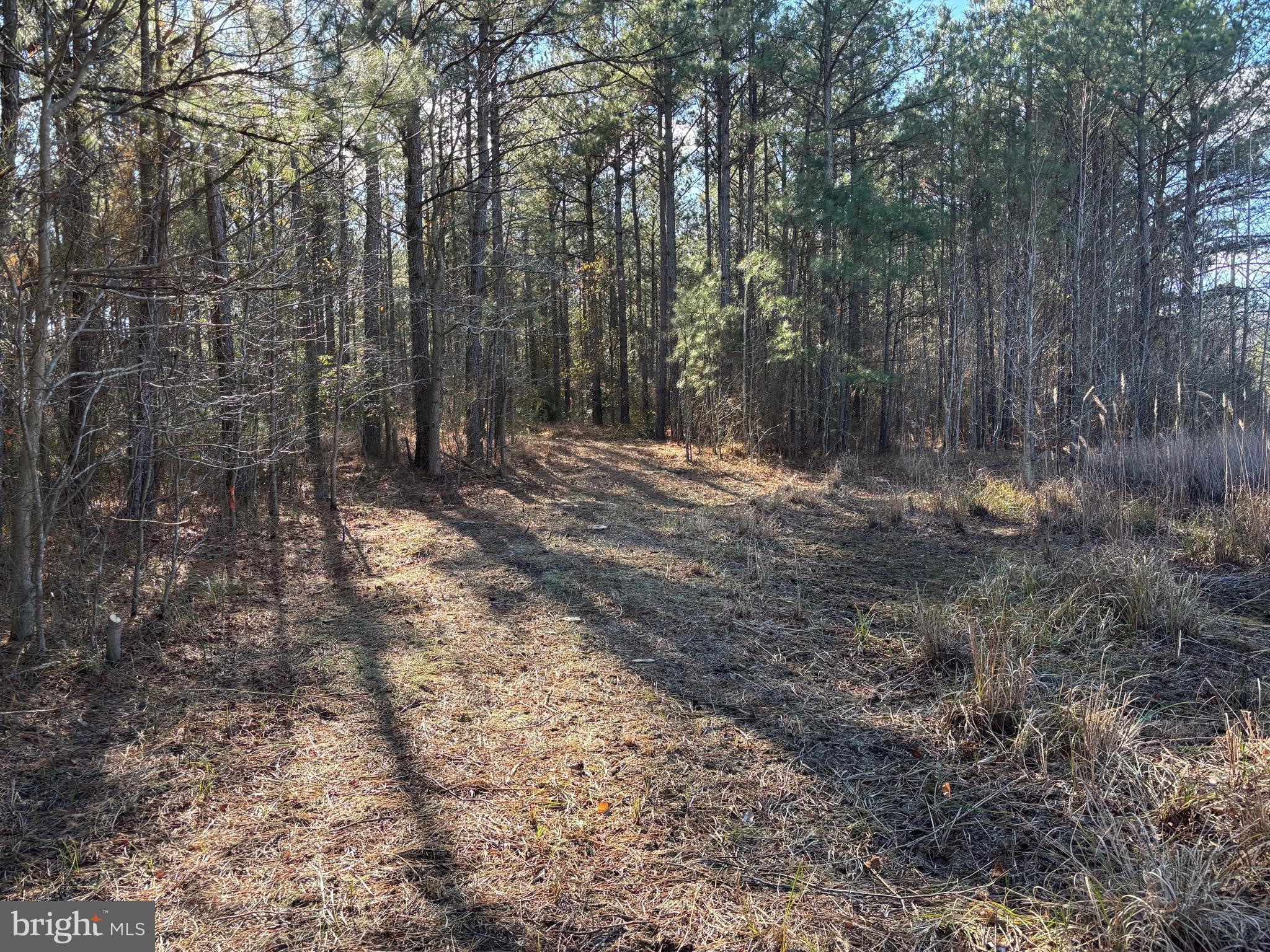 Lot 4 Molly Field Road Dagsboro, DE 19939 - Photo 2 of 6 a view of a forest with trees in the background