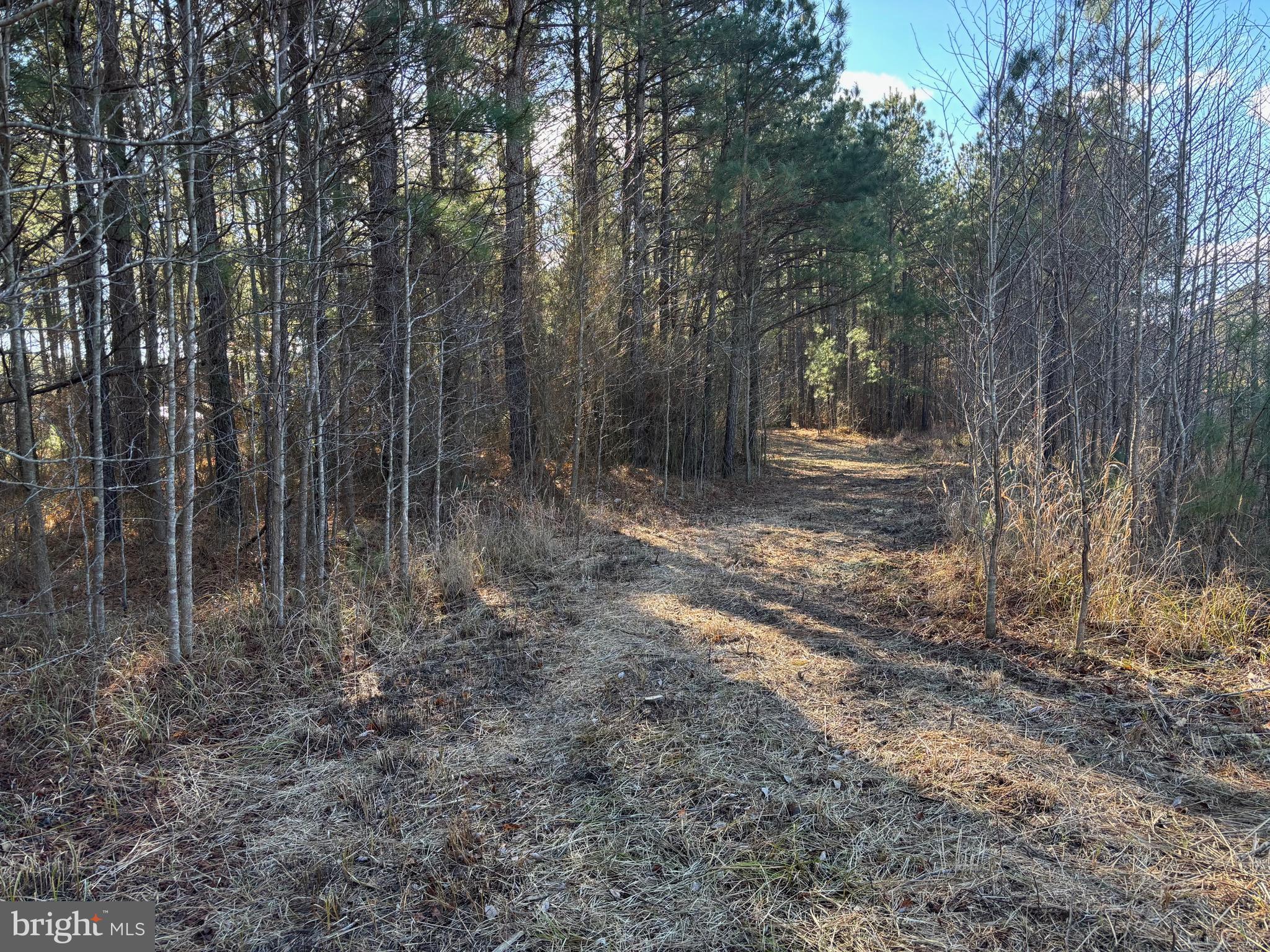 Lot 4 Molly Field Road Dagsboro, DE 19939 - Photo 3 of 6 a view of a forest with trees in the background