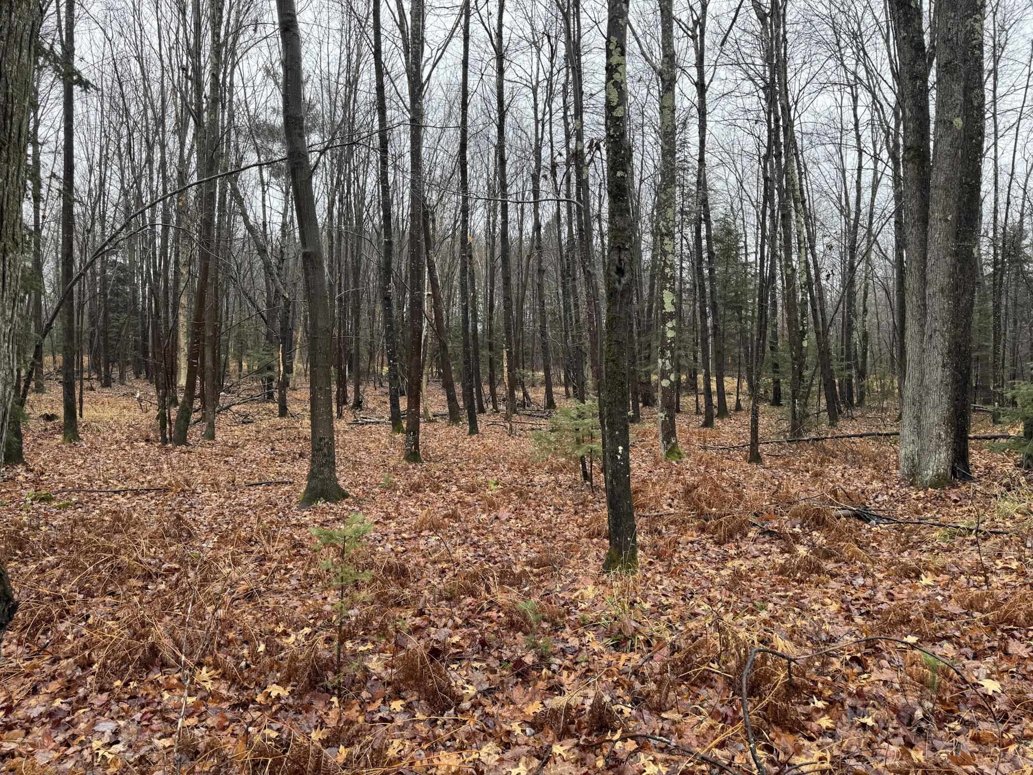 11466 Westerlund Loop Solon Springs, WI 54873 - Photo 52 of 55 View of wooded area