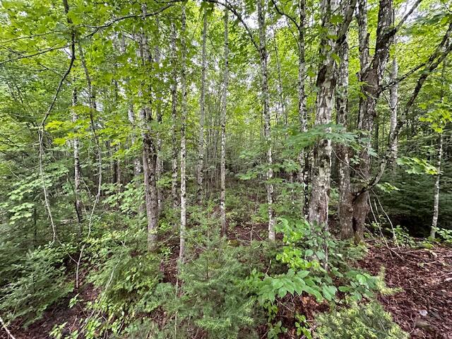 0 Thompson Settlement Road Oakfield, ME 04763 - Photo 6 of 33 IMG_5115