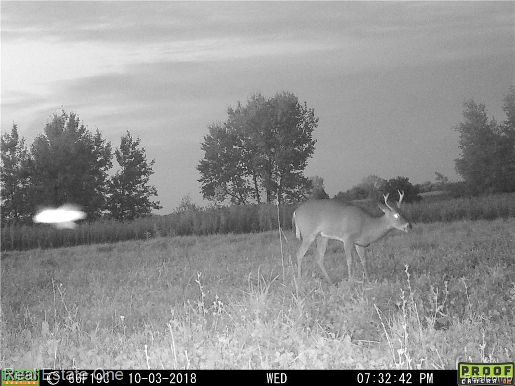 1452 South Crawford Road Deford, MI 48729 - Photo 47 of 49 Another pic of a deer in Oct 2018