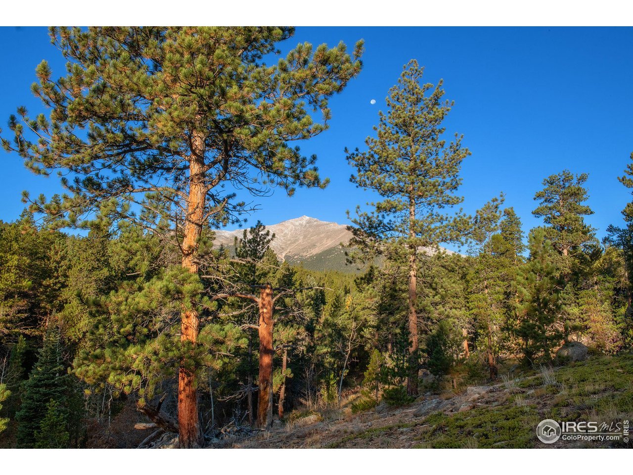 1997 Big Owl Road Allenspark, CO 80510 - Photo 13 of 29 a view of a tree