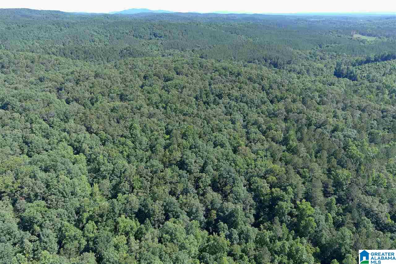 0 County Road 61, Unit 366 92 ACRES Fruithurst, AL 36262 - Photo 11 of 26