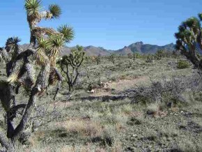18208 North Ocotillo Road Dolan Springs, AZ 86441 - Photo 5 of 5 Additional Photo