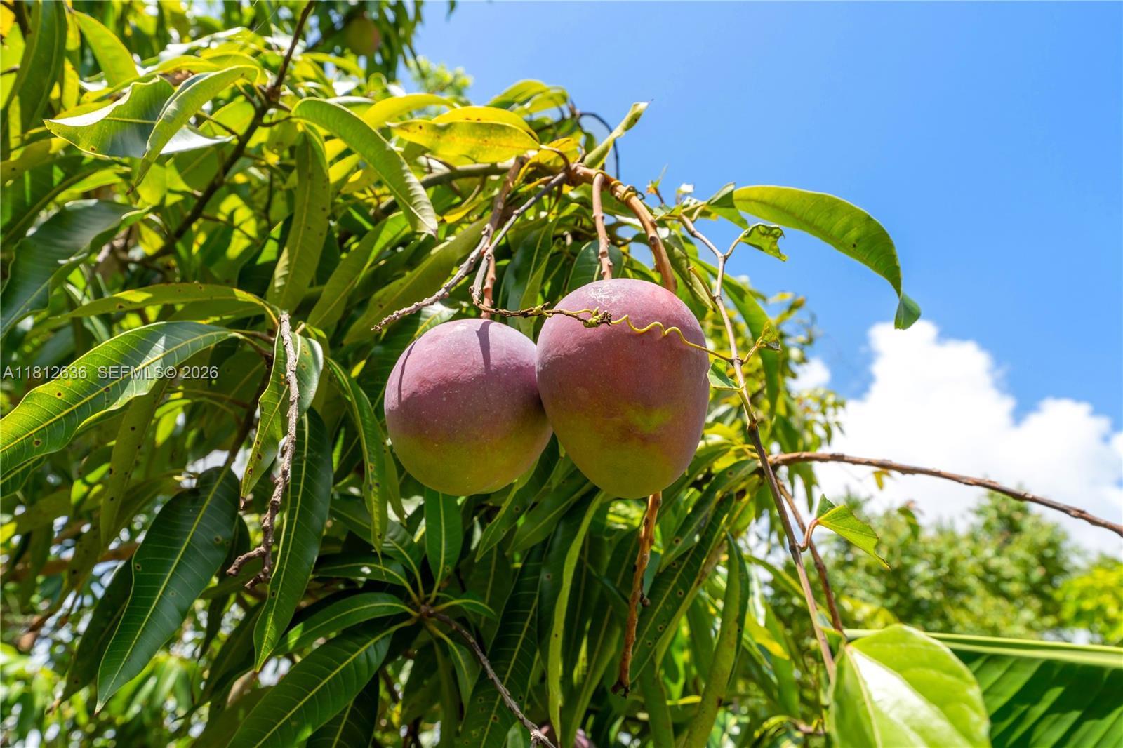 18820 Southwest 316th Street Homestead, FL 33030 - Photo 23 of 43 a view of a flower in a garden
