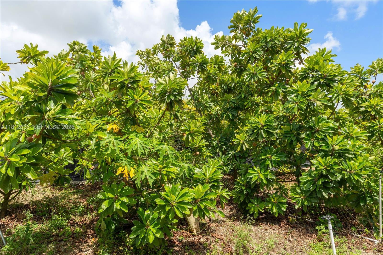 18820 Southwest 316th Street Homestead, FL 33030 - Photo 24 of 43 a view of a plant with a plant