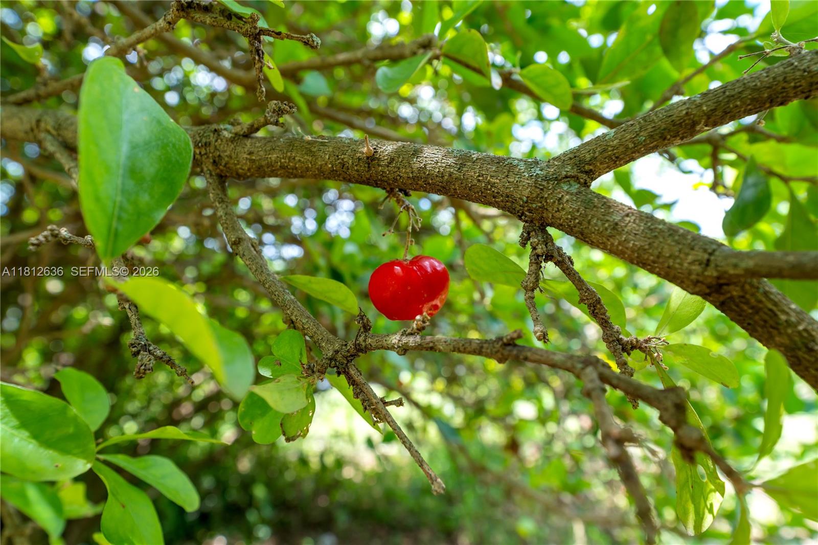 18820 Southwest 316th Street Homestead, FL 33030 - Photo 25 of 43 a view of a tree
