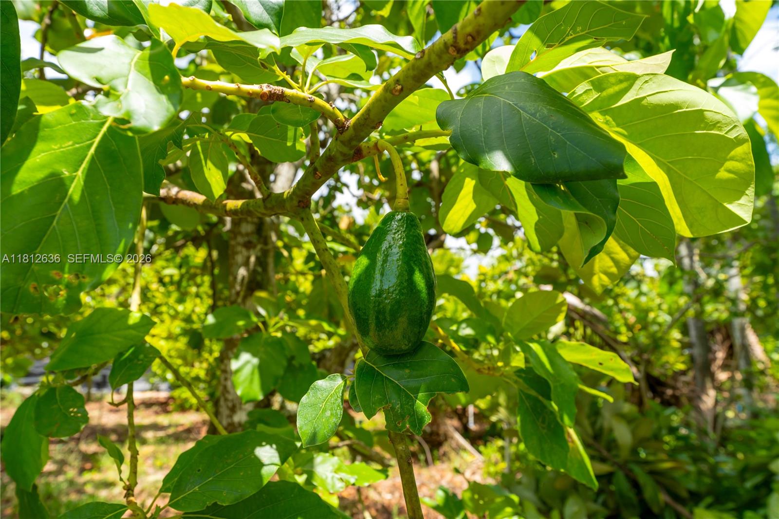18820 Southwest 316th Street Homestead, FL 33030 - Photo 26 of 43 a view of flowers