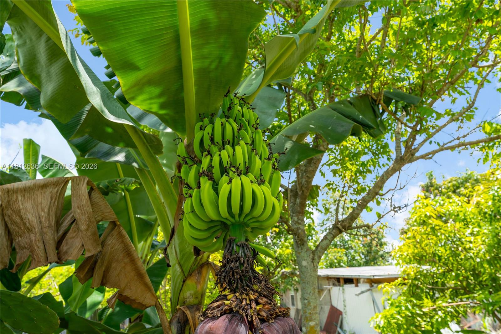 18820 Southwest 316th Street Homestead, FL 33030 - Photo 27 of 43 a view of a tree with a flower in a garden