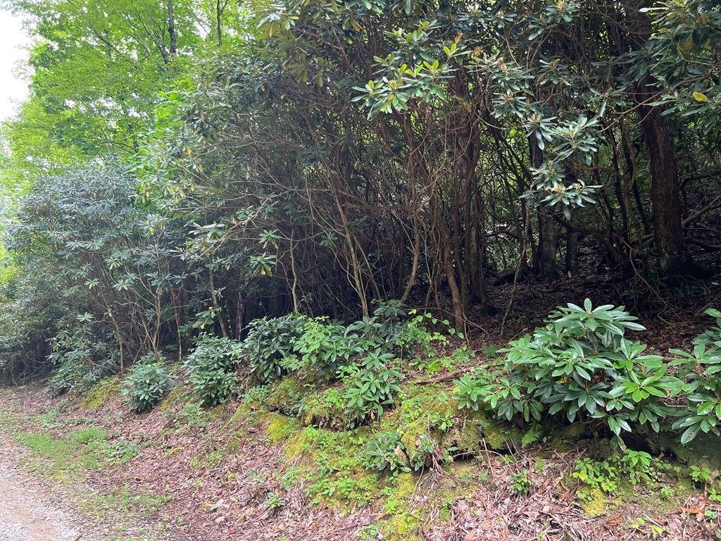 0 Falls Road Andrews, NC 28901 - Photo 23 of 26 Gallery Image 23