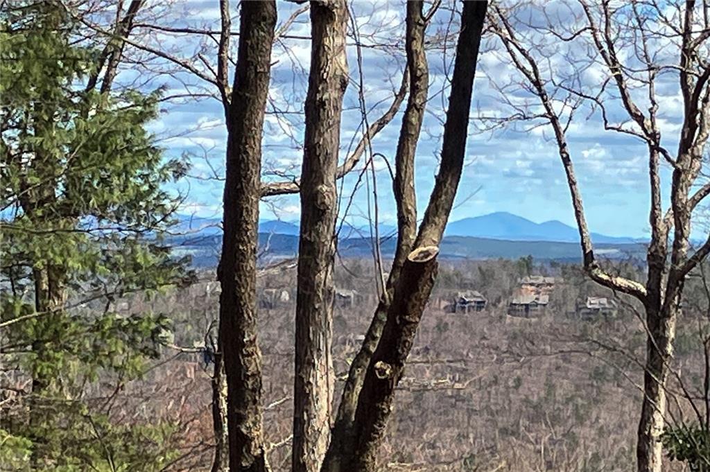 a view of a yard in a forest