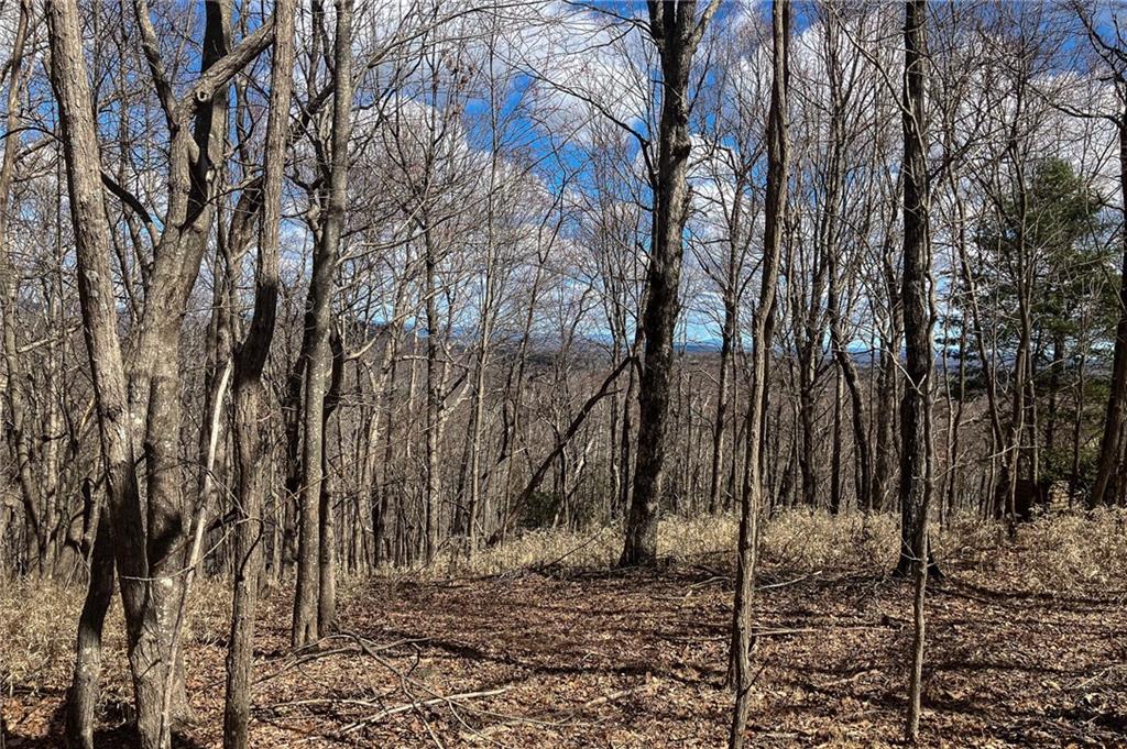 8088 Ridgeview Drive Big Canoe, GA 30143 - Photo 12 of 30 a view of a forest