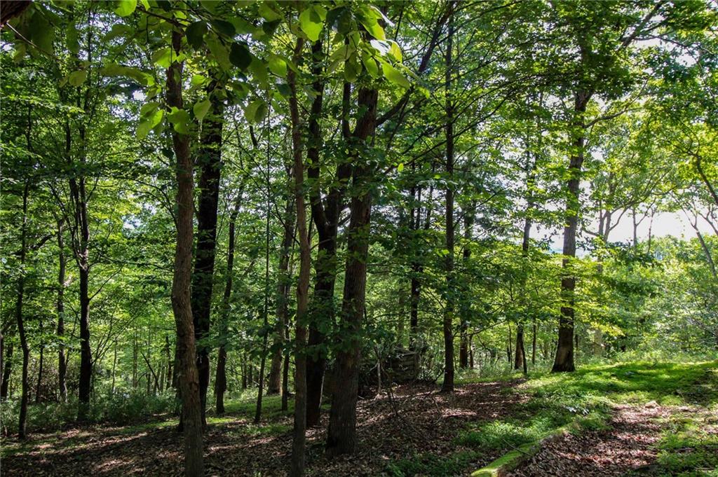 8088 Ridgeview Drive Big Canoe, GA 30143 - Photo 3 of 30 a view of a forest with trees