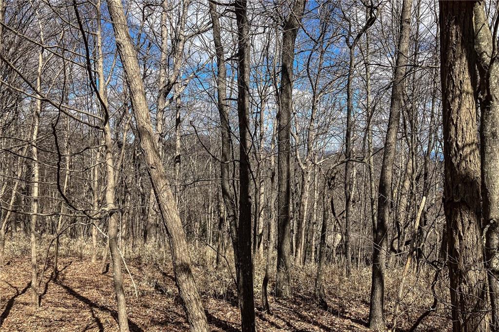 8088 Ridgeview Drive Big Canoe, GA 30143 - Photo 4 of 30 a view of forest