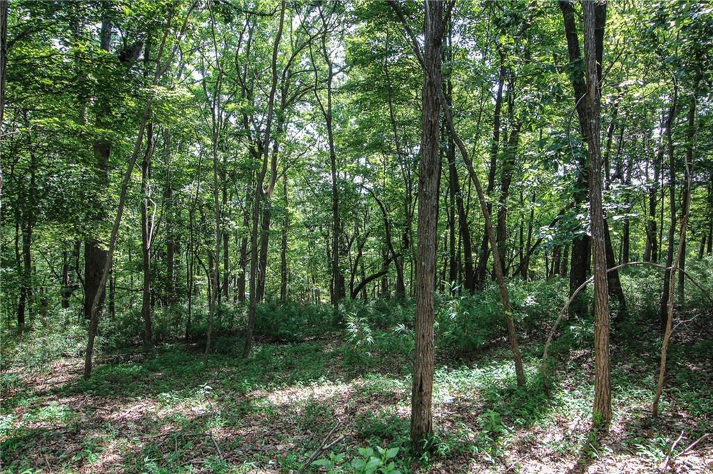 8088 Ridgeview Drive Big Canoe, GA 30143 - Photo 6 of 30 a view of a forest that has large trees