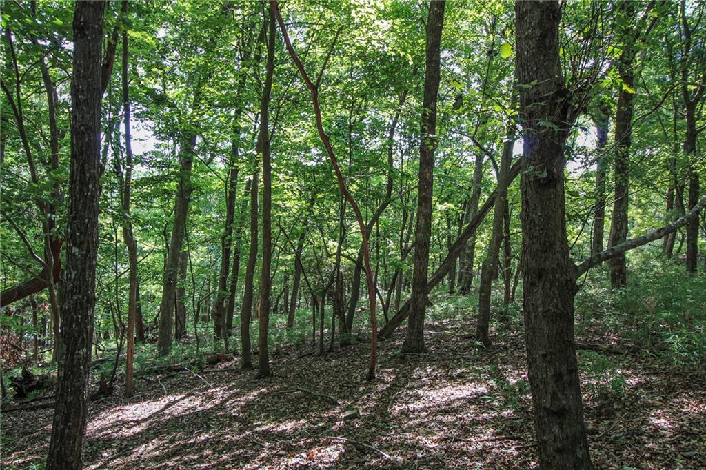8088 Ridgeview Drive Big Canoe, GA 30143 - Photo 7 of 30 a view of forest