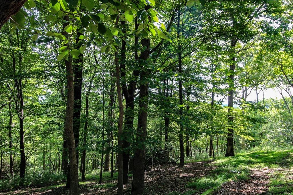 8088 Ridgeview Drive Big Canoe, GA 30143 - Photo 9 of 30 a view of forest