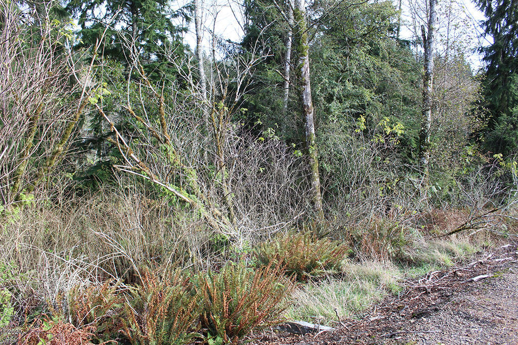 146960 Pike Road Tillamook, OR 97141 - Photo 4 of 5 IMG_4980rs