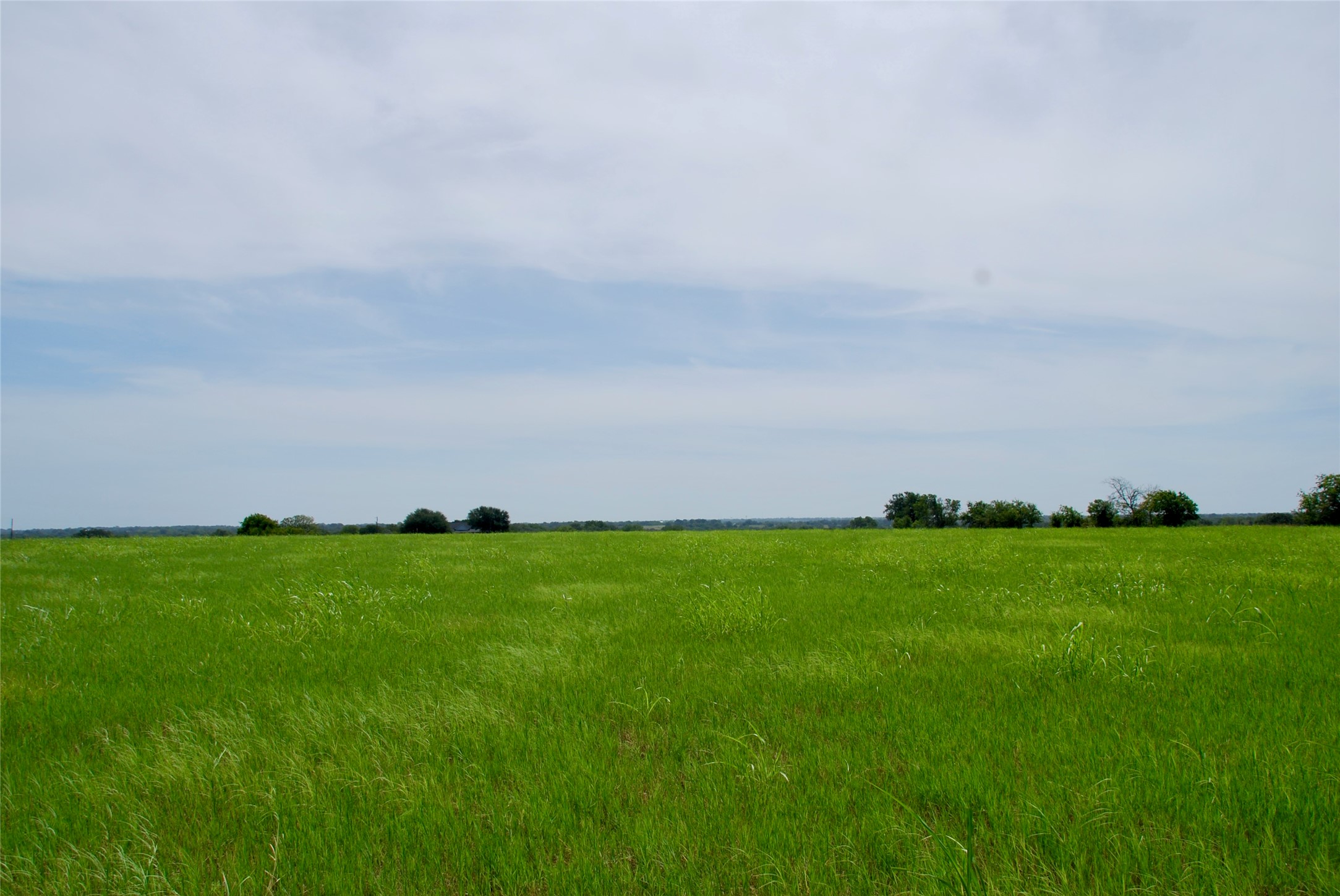 4 Company Field Road Schulenburg, TX 78956 - Photo 14 of 16 a yard with lots of green space and deers