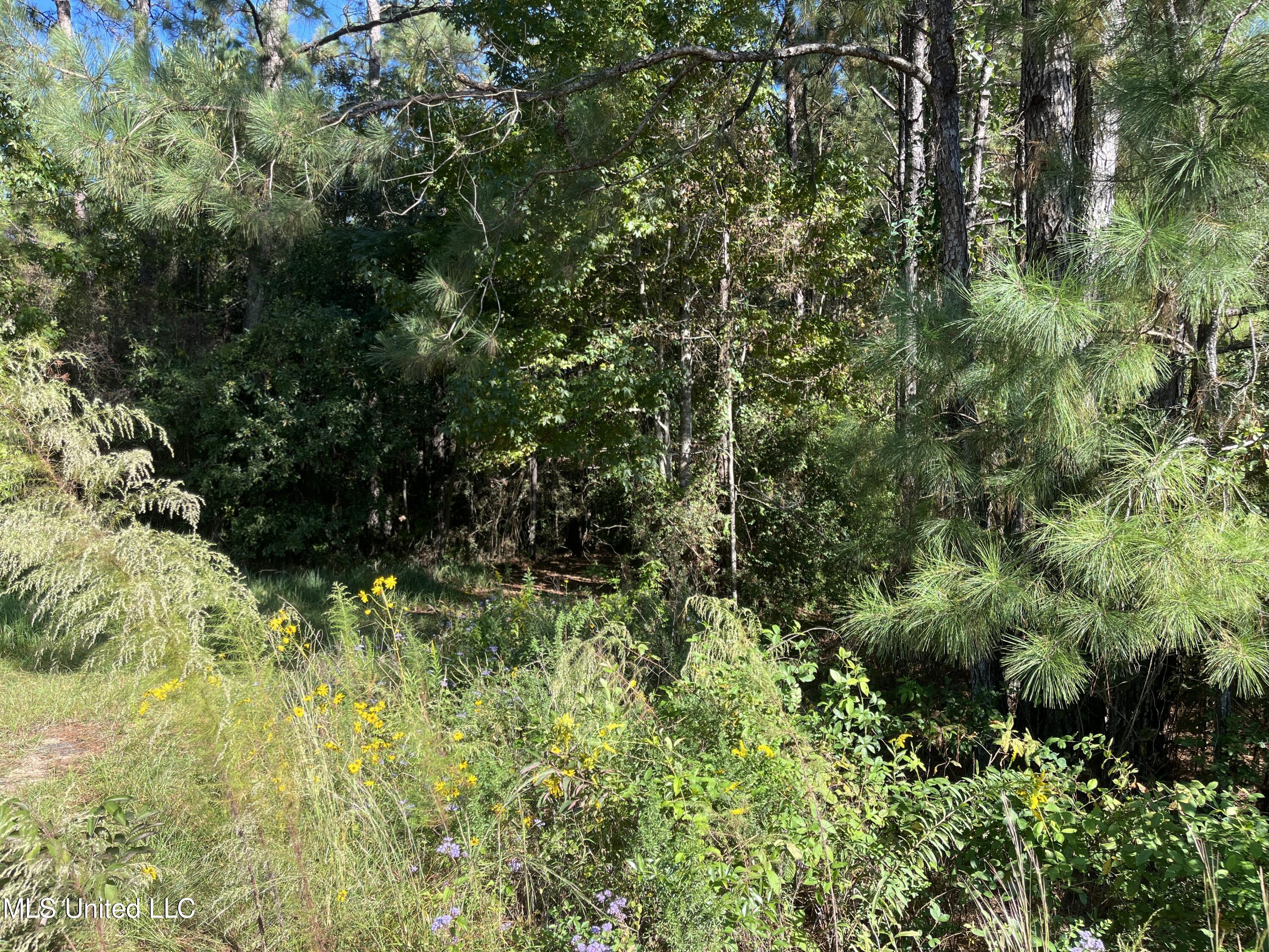 0 Timberlane Road Picayune, MS 39466 - Photo 2 of 4 IMG_6605