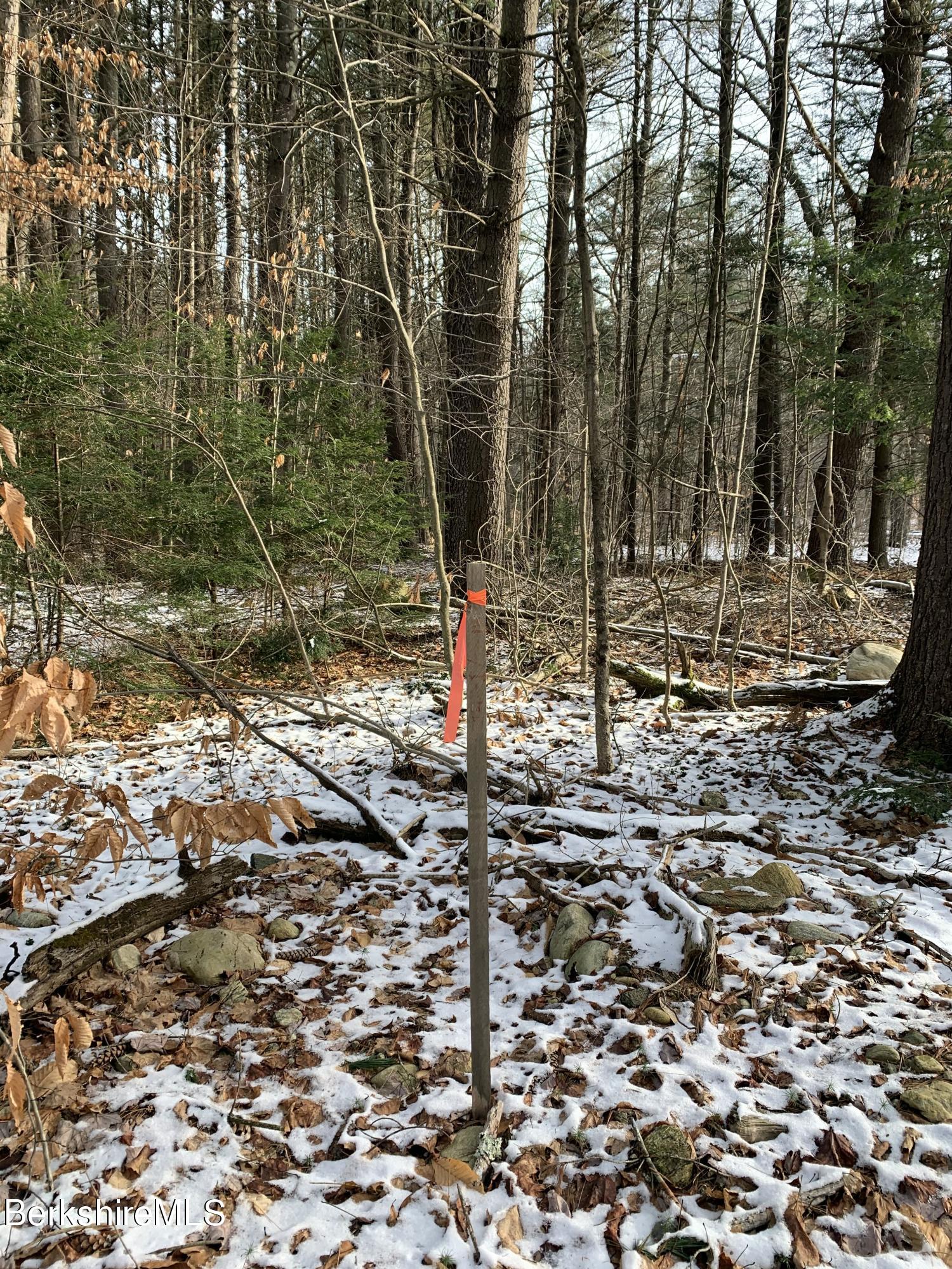 0 Reservoir Road Otis, MA 01253 - Photo 7 of 9 a view of a forest with a tree