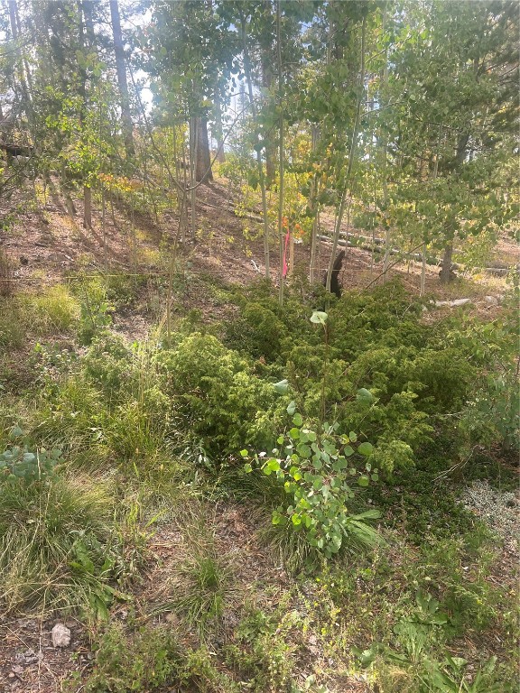 228 Sunshine Loop Fairplay, CO 80440 - Photo 5 of 12 a backyard of a house with large trees