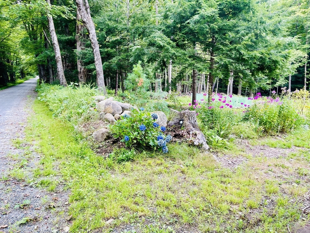 67 Crane Road Chester, MA 01011 - Photo 7 of 21 a view of a garden with large trees