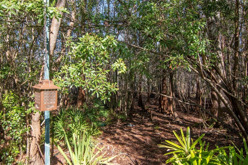 8205 Ponkan Road Land O Lakes, FL 34637 - Photo 43 of 59