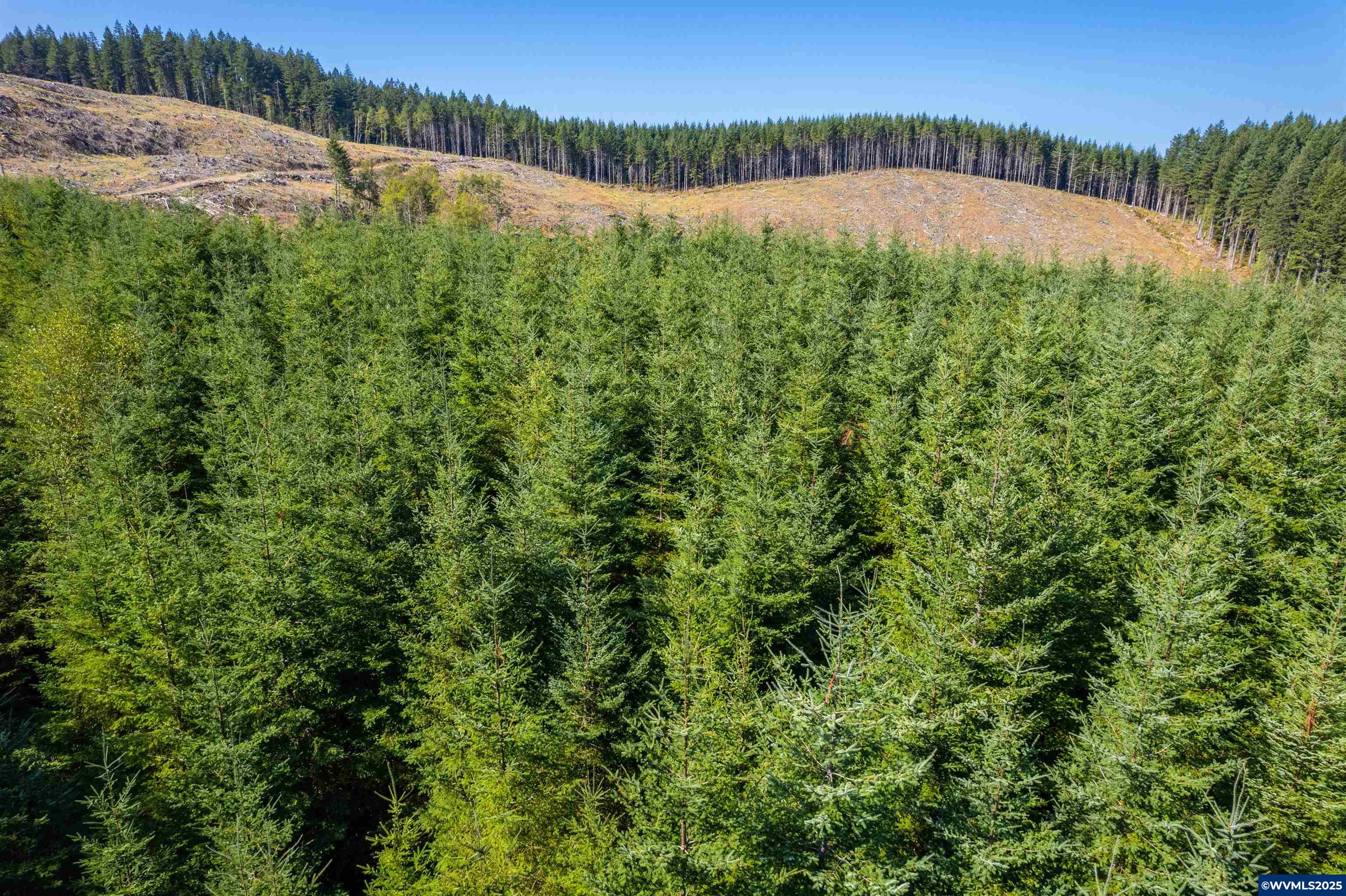 0 Bald Mountain Access Road Willamina, OR 97396 - Photo 10 of 30