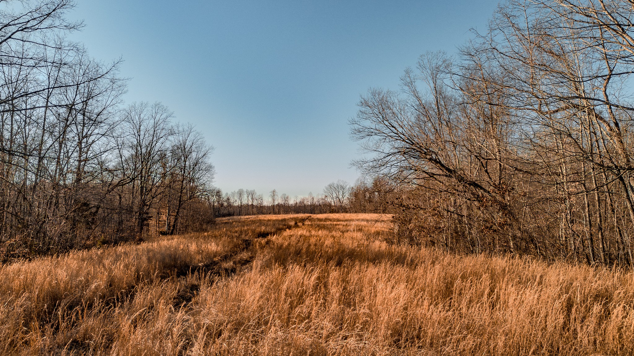 655 Burton Ridge Road Silver Point, TN 38582 - Photo 12 of 32 a view of dirt field and trees