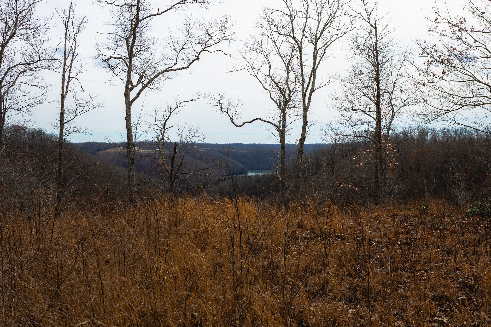 655 Burton Ridge Road Silver Point, TN 38582 - Photo 13 of 32 a view of river covered with trees