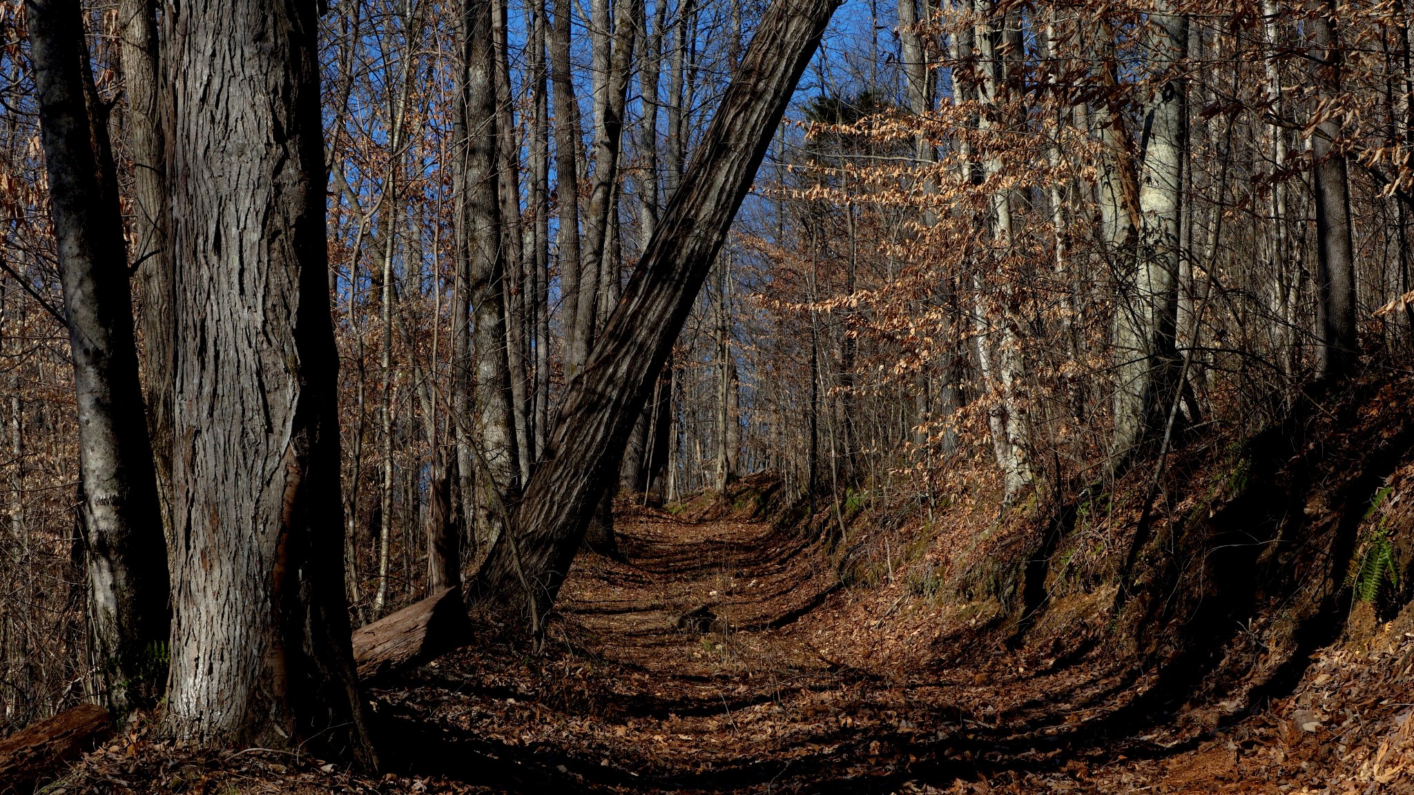 655 Burton Ridge Road Silver Point, TN 38582 - Photo 14 of 32 a view of a yard