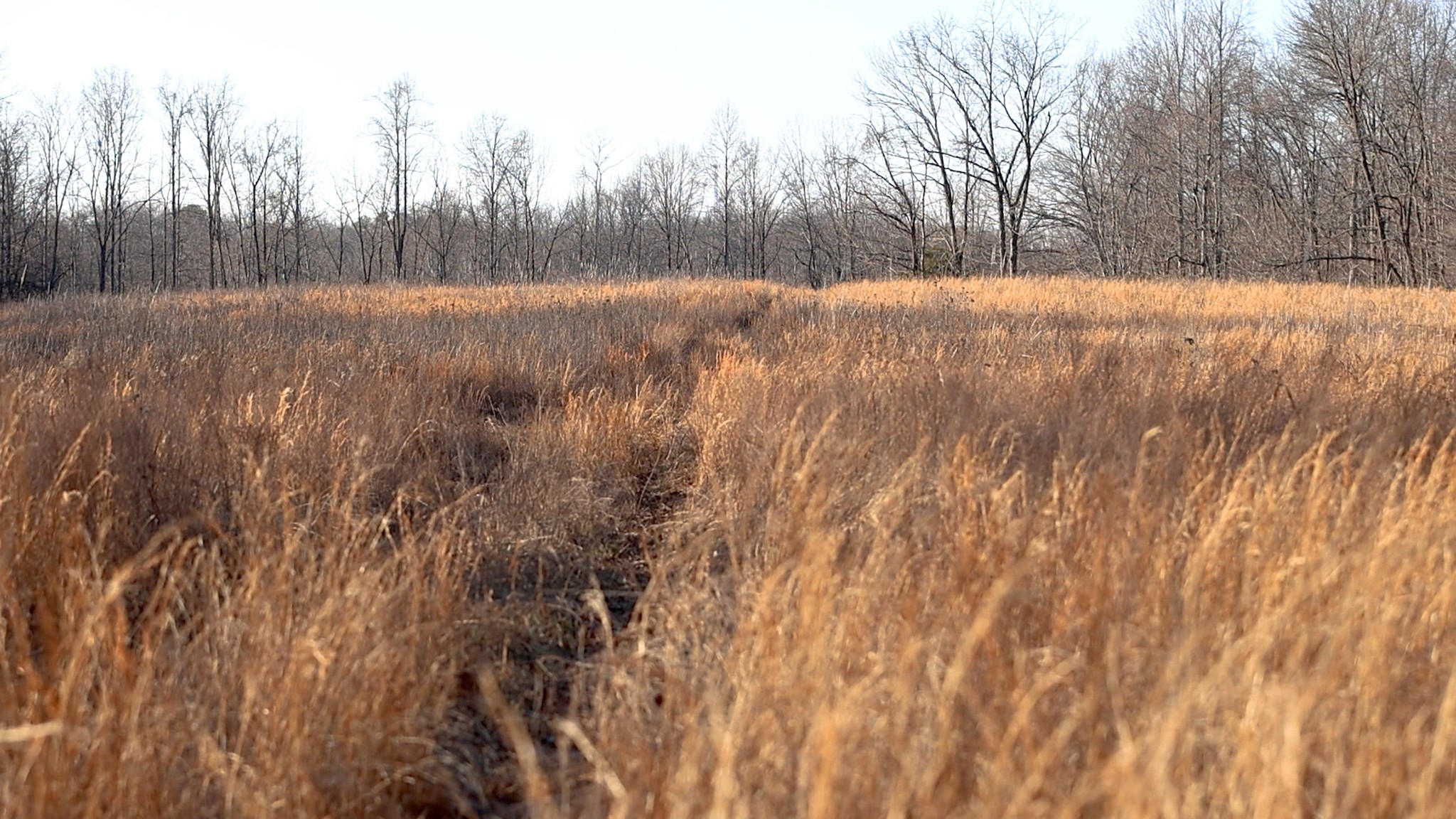 655 Burton Ridge Road Silver Point, TN 38582 - Photo 10 of 32 a view of an outdoor space and trees
