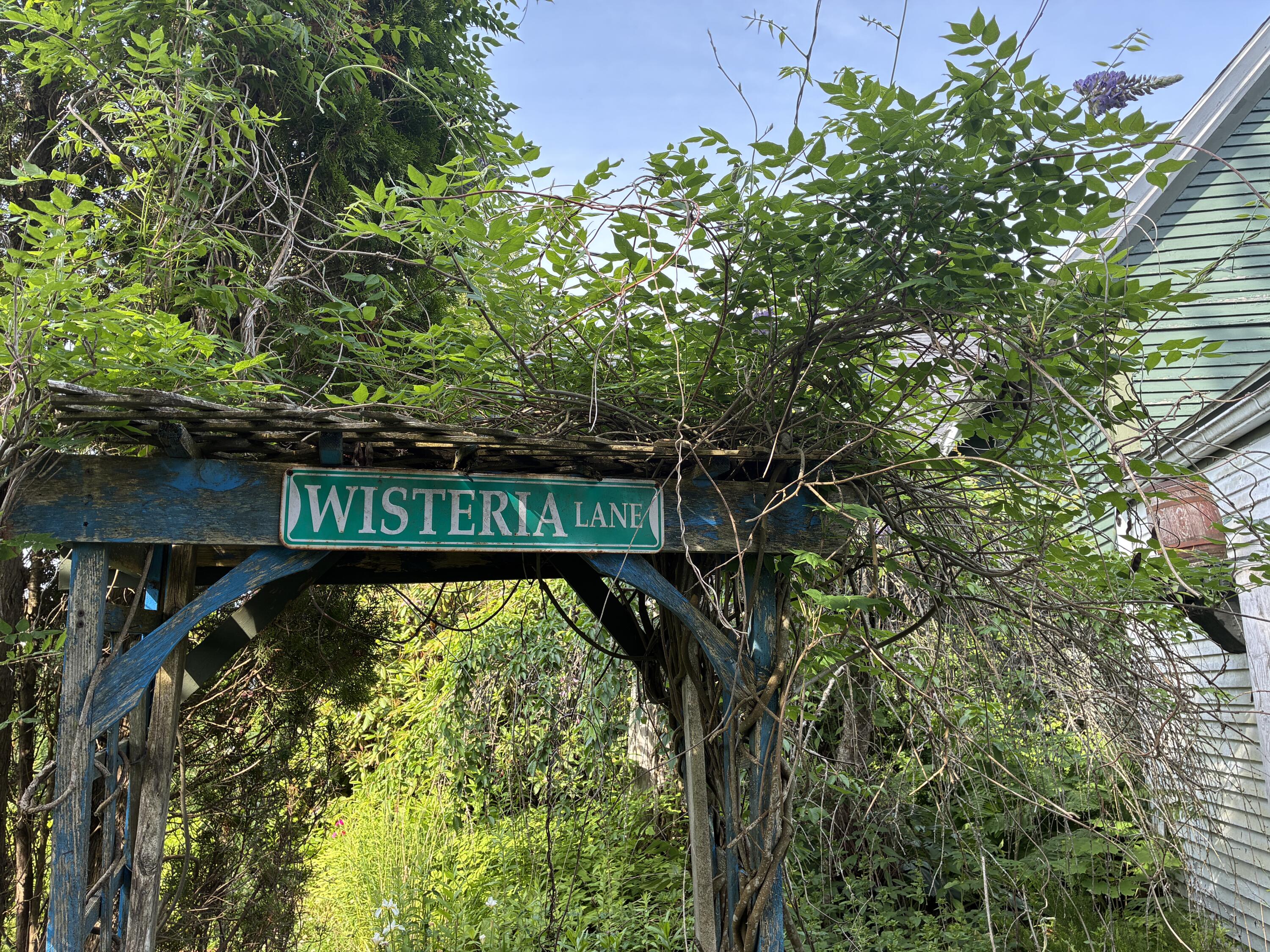 68 Village Road Steuben, ME 04680 - Photo 42 of 50 Wisteria in bloom.