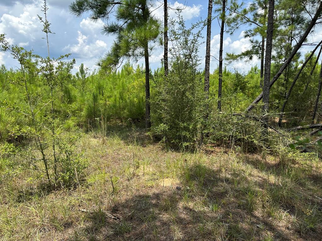 30-ac West Old Elba Road Coffee Springs, AL 36318 - Photo 2 of 19