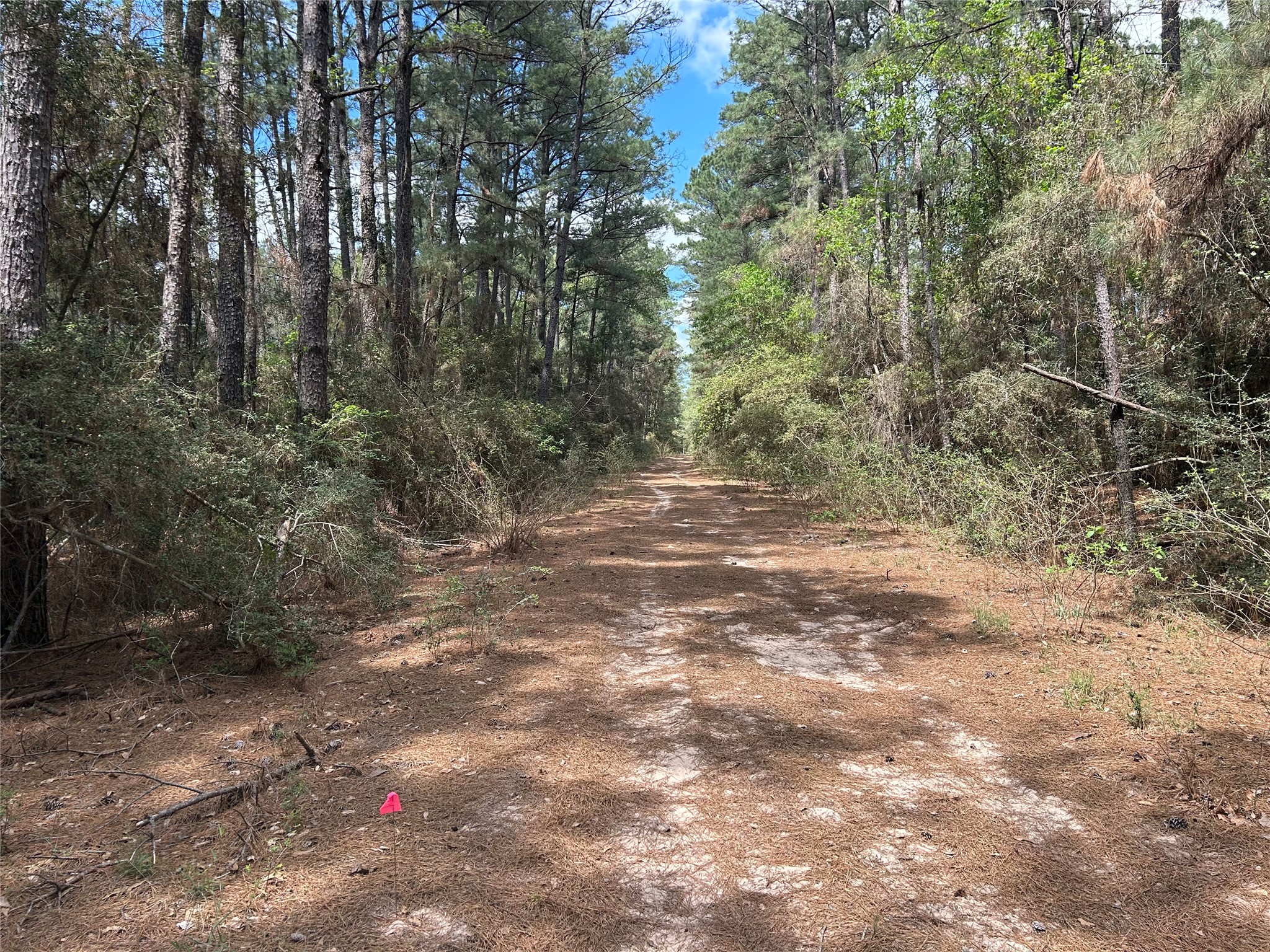 17182 Cherokee Lane Hempstead, TX 77445 - Photo 8 of 10 Dirt Road