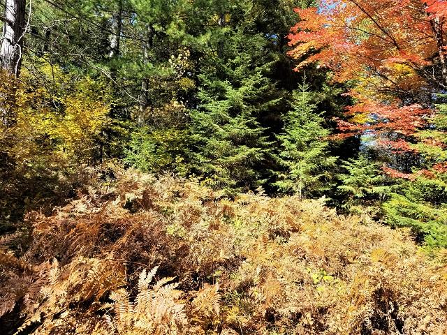 Lot 15 Weber Lake Road Mercer, WI 54547 - Photo 9 of 21 Gallery Image 9