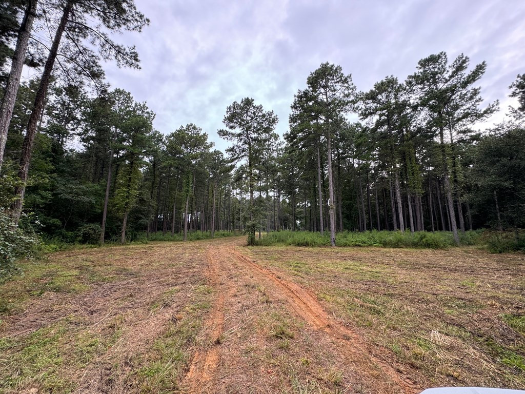 7060 Fernwood Road Magnolia, MS 39652 - Photo 4 of 27 Road from gate into property