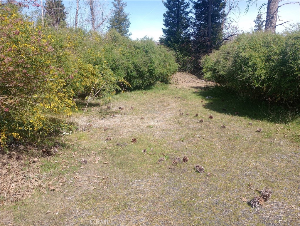 3515 Hoffman Road Oroville, CA 95965 - Photo 15 of 30 a view of a yard with plants and trees
